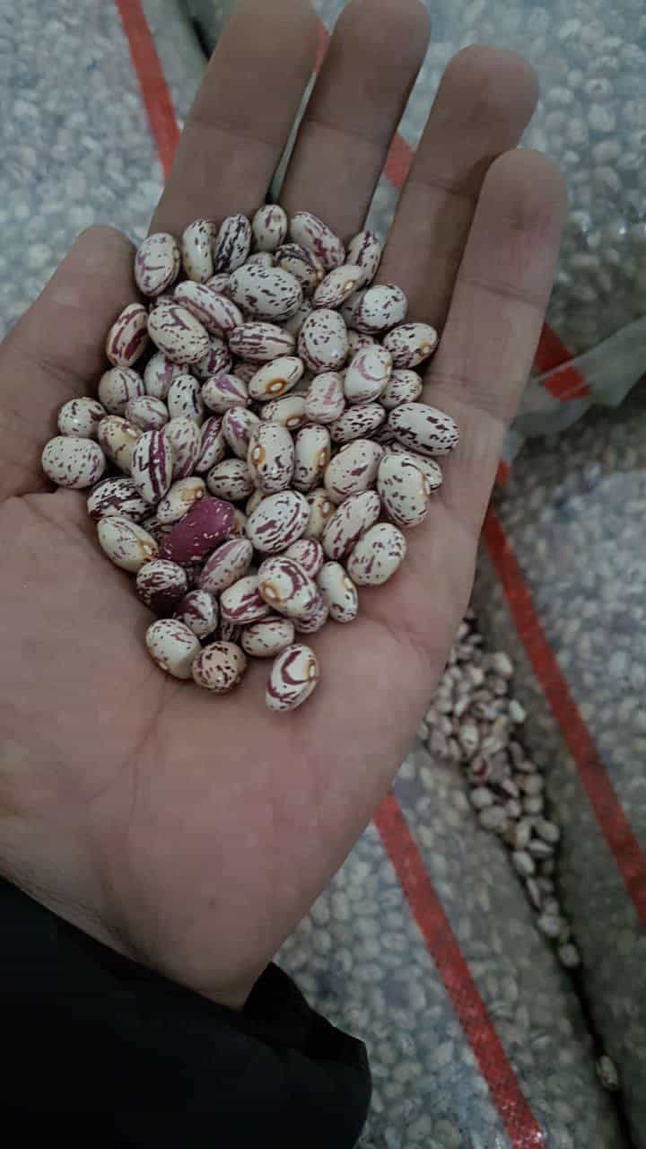 تصویر 2 از لوبیا چیتی با کیفیت بومی ممتاز